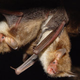 Illustration for article titled Why Bats Evolved to Hear Flies Having Sex